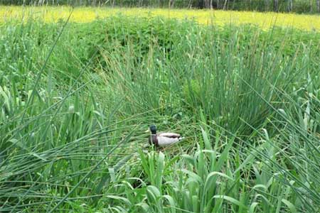 Enten wohnen im Pflanzenklärbeet